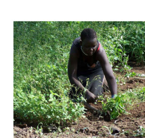 Progetto-agricoltura-Sud-Susan